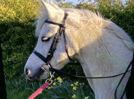 Welsh A Mare 12 hh 15 years old