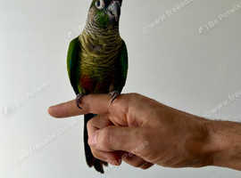 Super Tame Conure Pair
