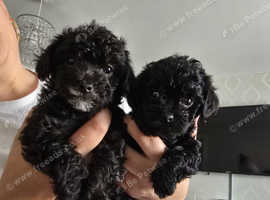 Maltipoo puppies for sale