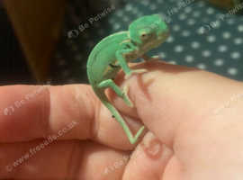 Baby Yeman chameleon