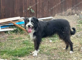 18 month bearded collie cross