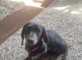 6 month old female daschund