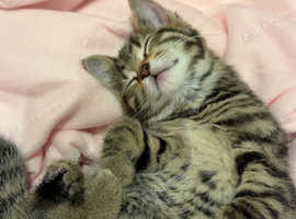 Girl bengal X kitten