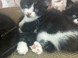 3 kittens for sale
