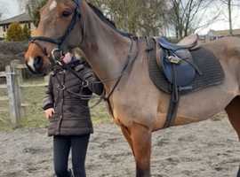 Laid back, happy hack, mare