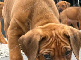 Rhodesian Ridgeback Puppys