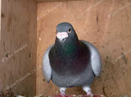 Racing pigeons