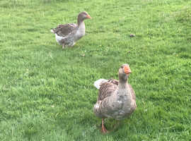 Hatching eggs pure bred Toulouse Geese