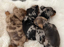 Miniature Smooth haired Dachshund puppies