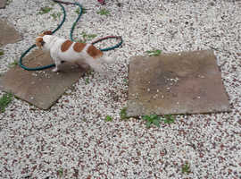 Nice jack Russel for sale