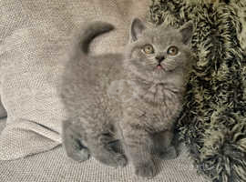 Beautiful top quality british shorthair blue boy kitten ready now