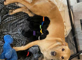 Charcoal & Black Labrador Puppies - KC Registered