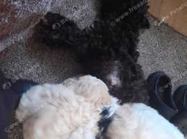 8 weeks old adorable maltipoo puppies-Ready for their forever homes!