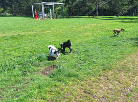 Tebetian Terrier male wanted