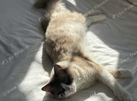 Pedigree Blue mink Ragdoll