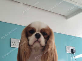 Cavalier King Charles spaniel