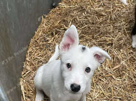 Smooth coated female collie pup for sale r sale