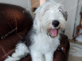 Old English Sheepdog Female Puppy KC Reg - COI 1.8% -  housetrained and sleeping right through the night