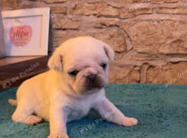 Beautiful cream coloured pug.