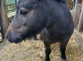 Dougal is a delightful, very small mini shetand.. he will be 6 in may