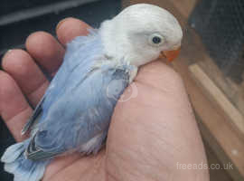 I have some Blue/Green/OPALINE fisher for sale