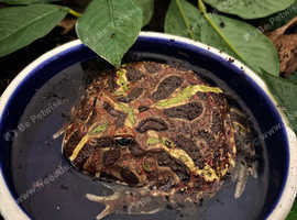 3lined female Pac-Man frog