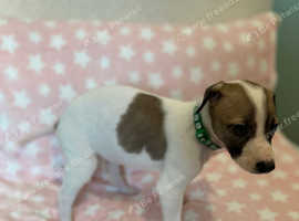 Bull greyhound / saluki Lurcher puppies