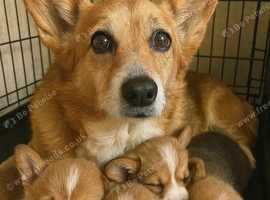 2 Stunning Pembroke Welsh Corgi Puppies - 1 Boy, 1 Girl - Ready Now (9 Weeks)