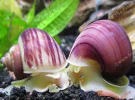 Magenta mystery snails