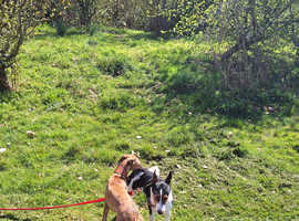 Female whippet 7 months old