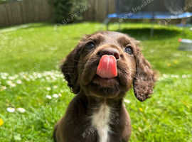 ONE LEFT Male Sprocker Puppy Ready to go 9 weeks