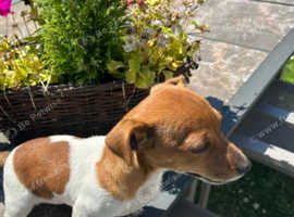 Jack Russell miniature