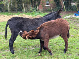 Yearling Jack donkey
