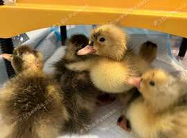 Indian Runner Ducklings