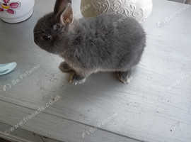 Baby BLUE Otter Netherland Dwarf boy