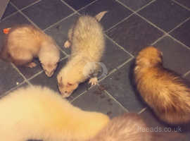 4 ferrets for sale