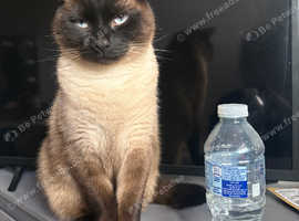 Male Adult Siamese Cat