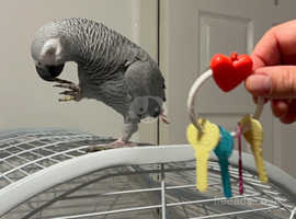 Baby African grey parrot 2 years old for re home