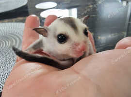 Beautiful female sugar glider Joey