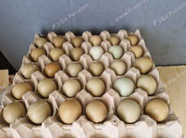 ringneck pheasant eggs x12