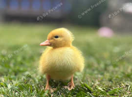 TAME FEMALE AYELSBURY DUCKLING