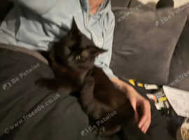 2 male cats