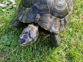 Male Spur Thigh Tortoise