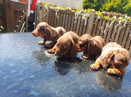 Miniature dachshund puppy