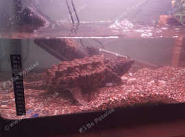 Alligator Snapping turtle.