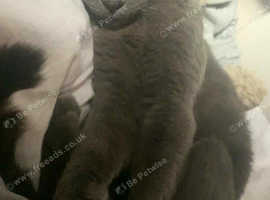 Adult Male Russian blue for sale