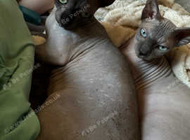 Make Sphynx
