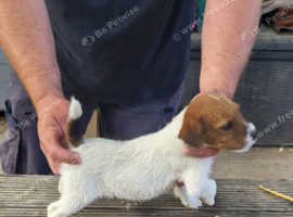 Lakeland puppies