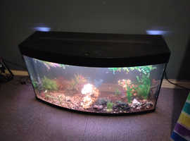 60 gallon juwel arch front tank with fish