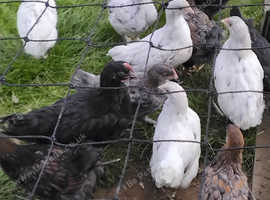 French Copper Black and splash Maran poults